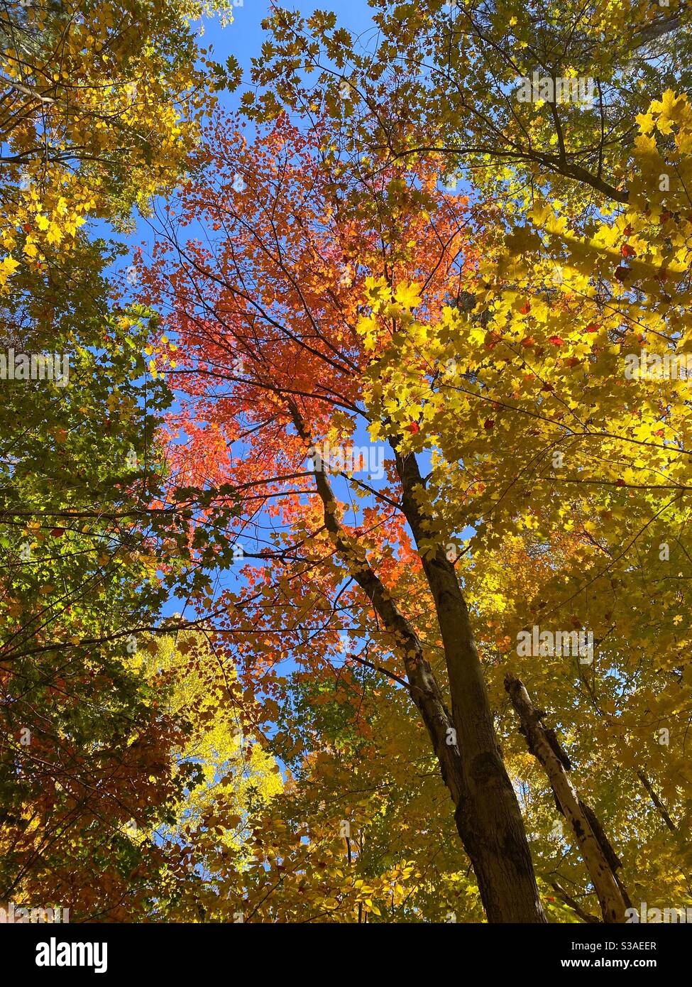 Herbst-Bäume Stockfoto