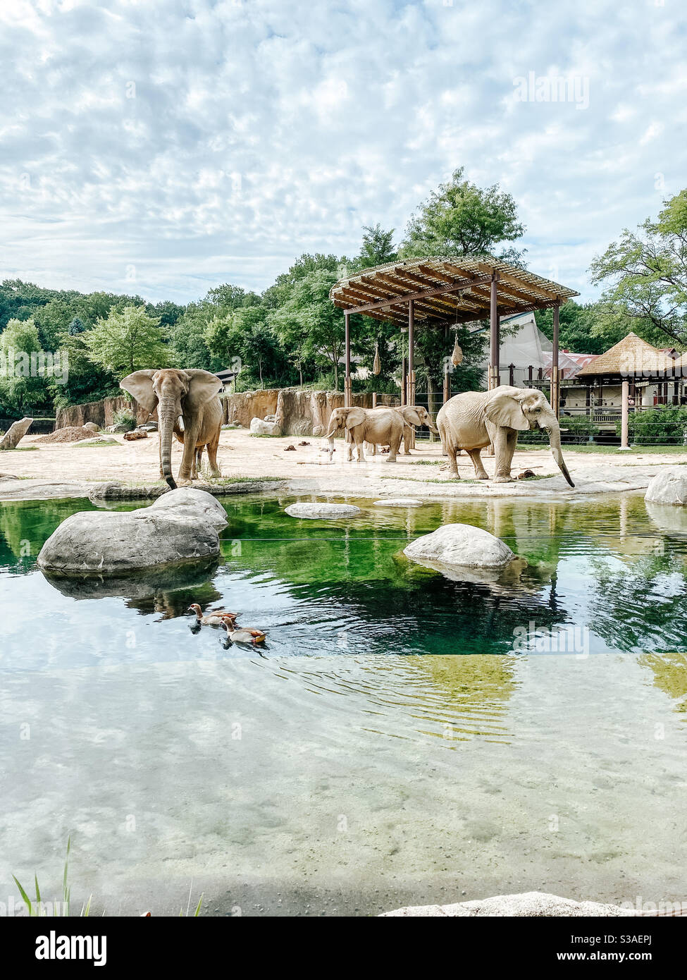 Elefanten im Cleveland Zoo draußen Stockfoto