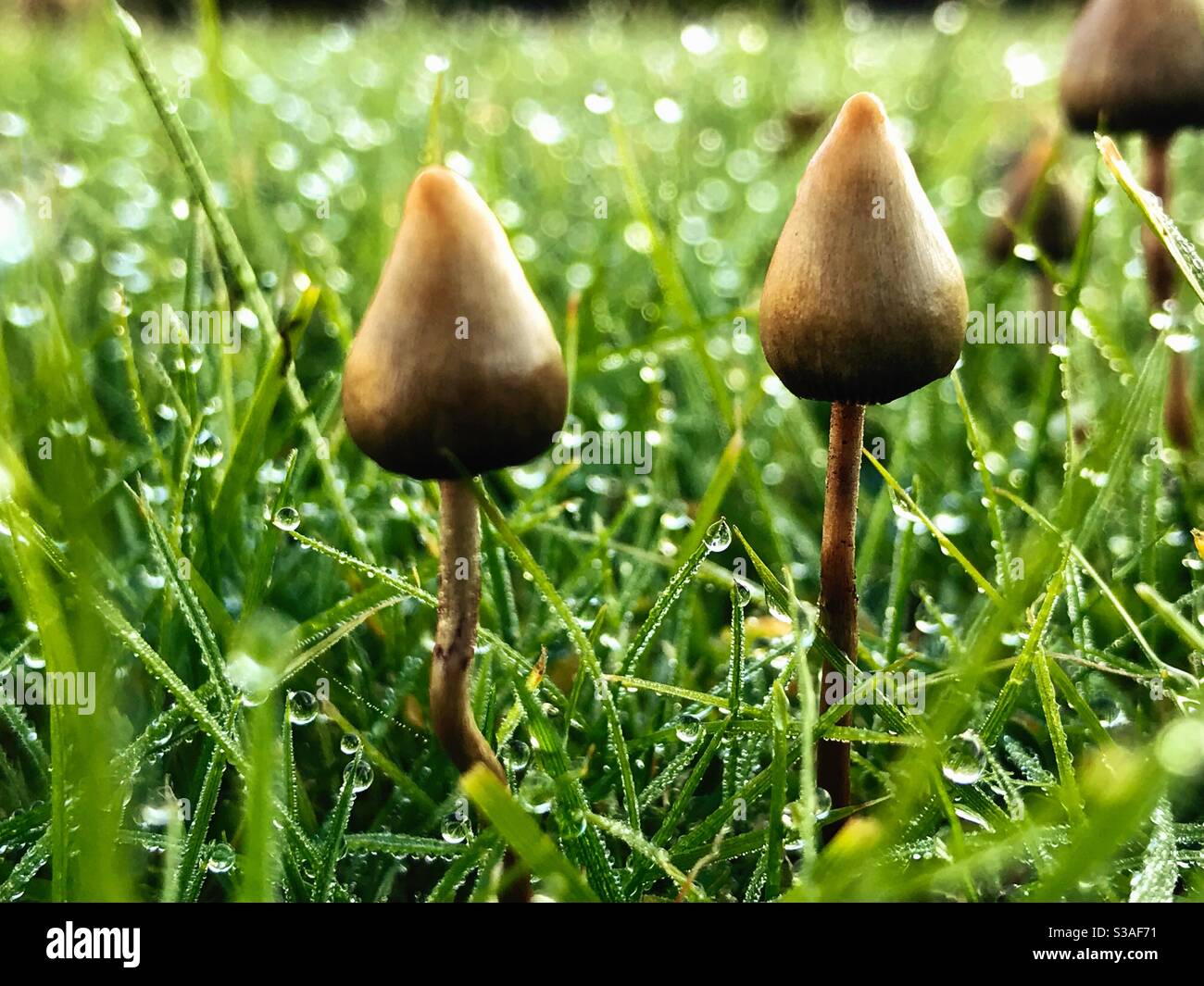 Psilocybin Pilze, bekannt als magische Pilze oder Shrooms in Morgentau. Stockfoto