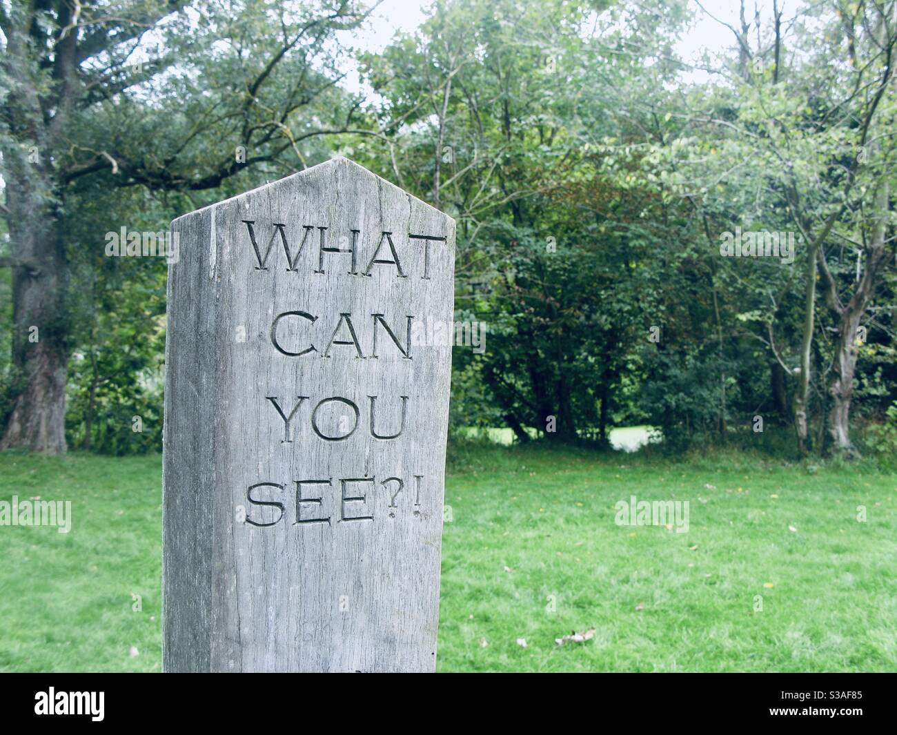 Holzpfosten mit Gravur „Was kann man sehen?“ Vor dem Waldgebiet. Stockfoto
