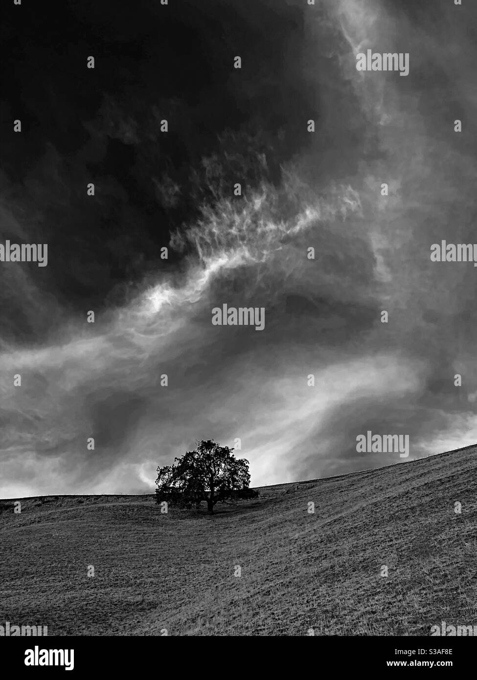 Eiche am Hang mit Wolken am Himmel, in schwarz und weiß Stockfoto