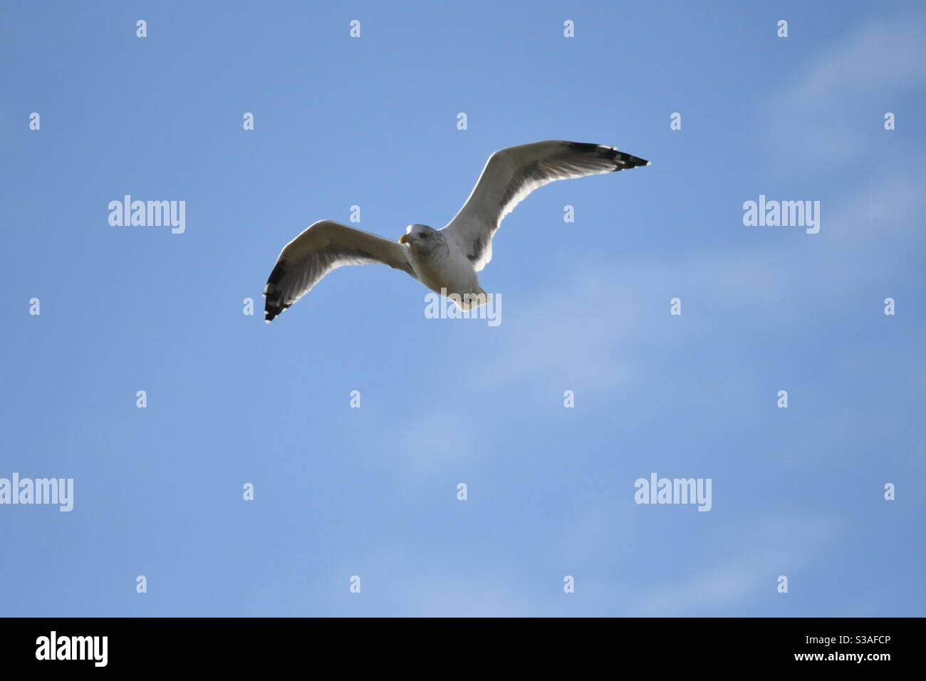 Faszinierendes sylt Stockfoto