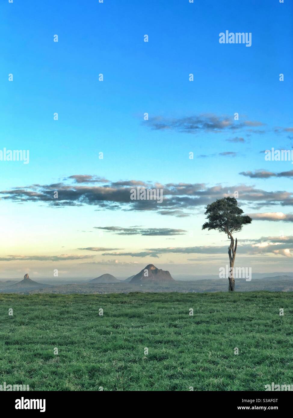One Tree Hill Maleny Glasshouse Mountains Queensland Lone Tree Stockfoto