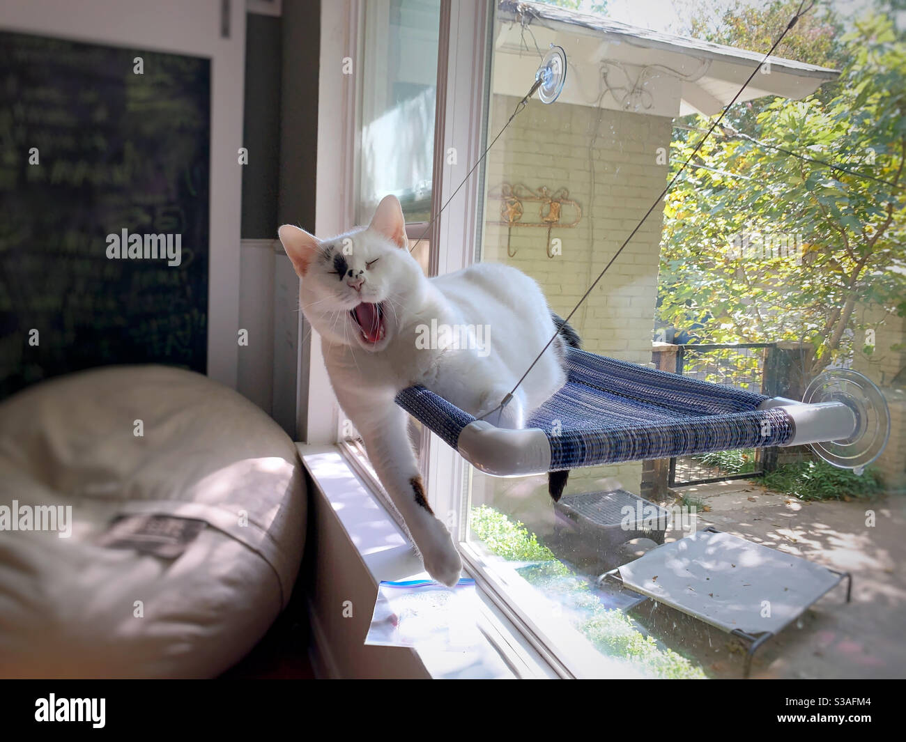 Katze gähnt beim Liegen in einer Fensterkatzenhängematte. Stockfoto
