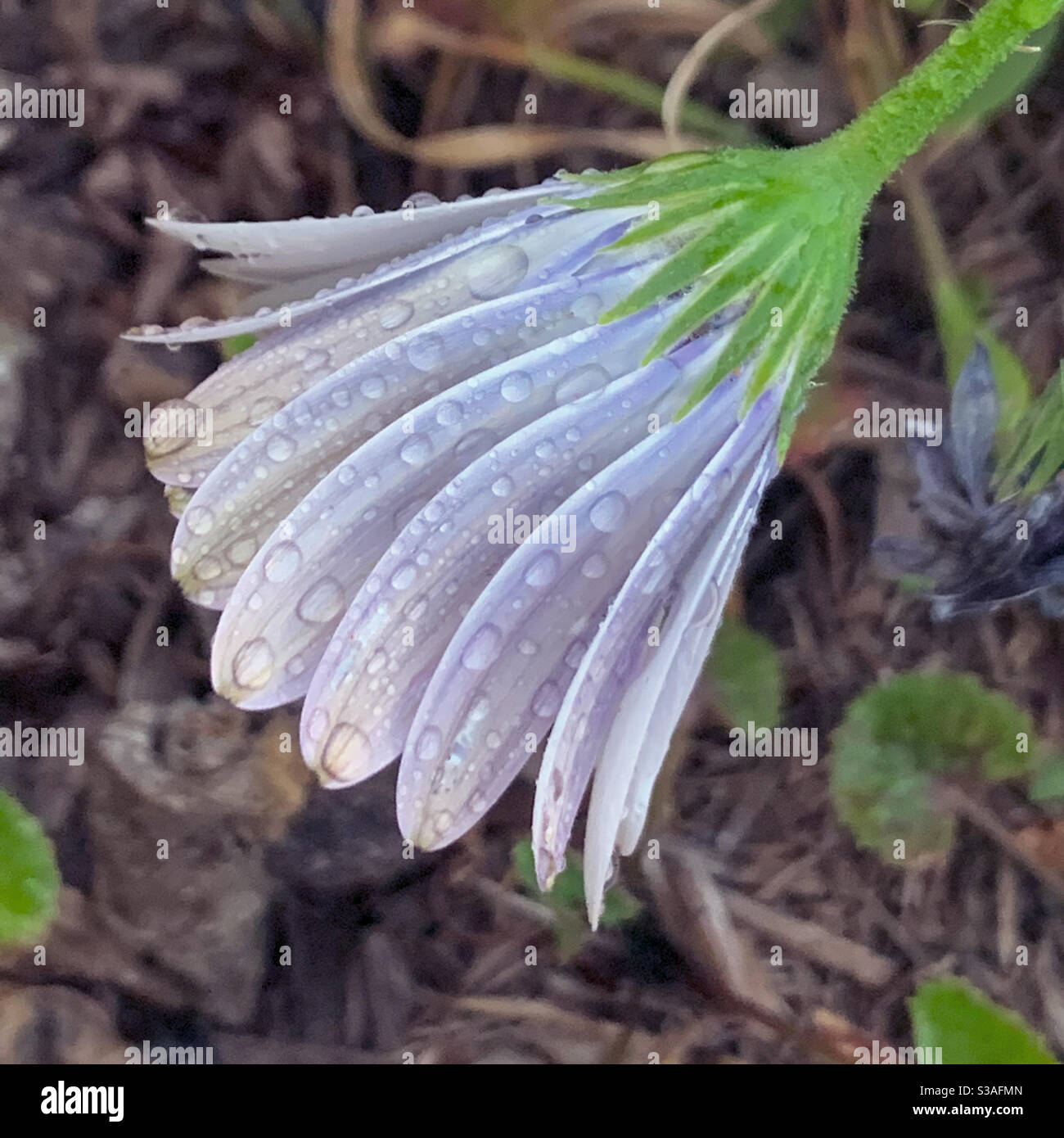 Afrikanisch weiß und lila Gänseblümchen nass, herunterhängend und halb geschlossen Stockfoto