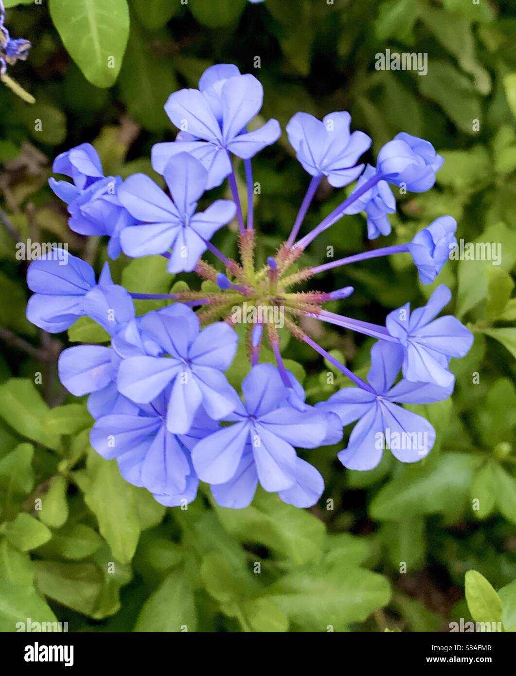 Blume, lila, Herbst, Liebe, Espérance, Einheit Stockfoto