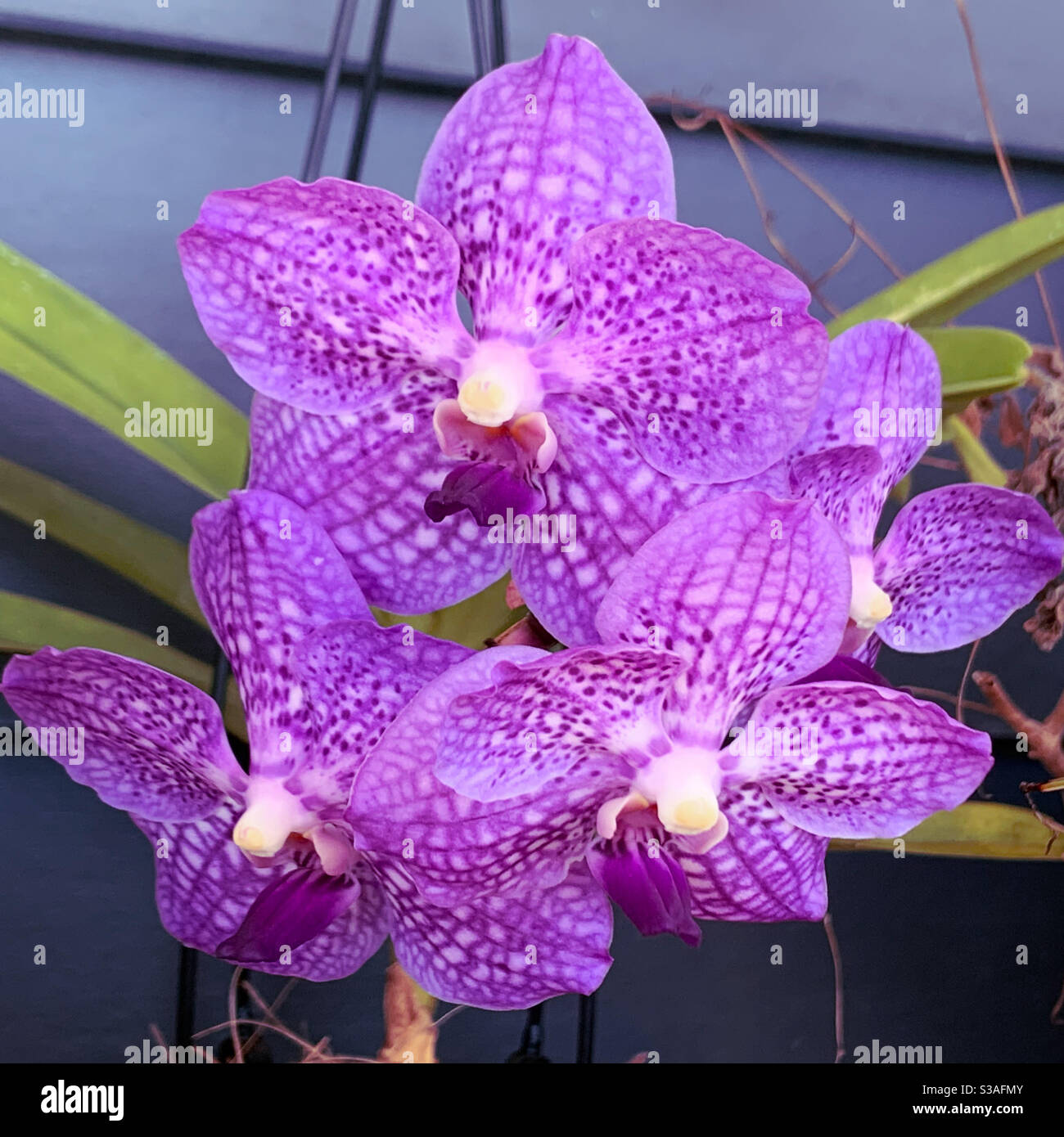 Blaue Vanda Orchideen in herrlicher Blüte - Smartphone-aufgenommenes Stockfoto
