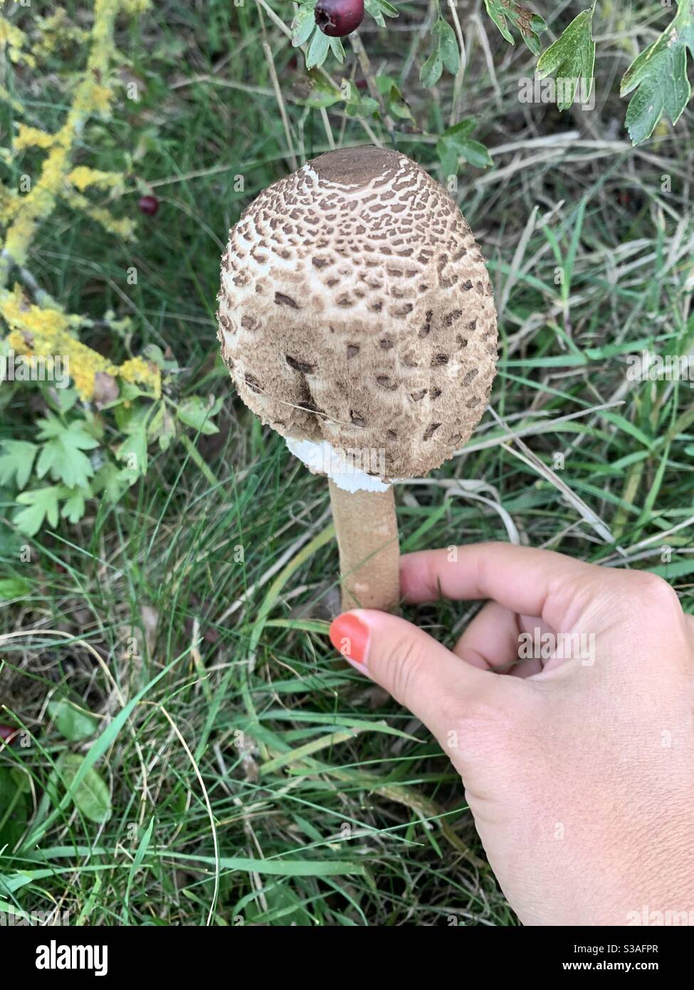 Hand hält shaggy Sonnenschirm Pilz - Smartphone-aufgenommenes Stockfoto