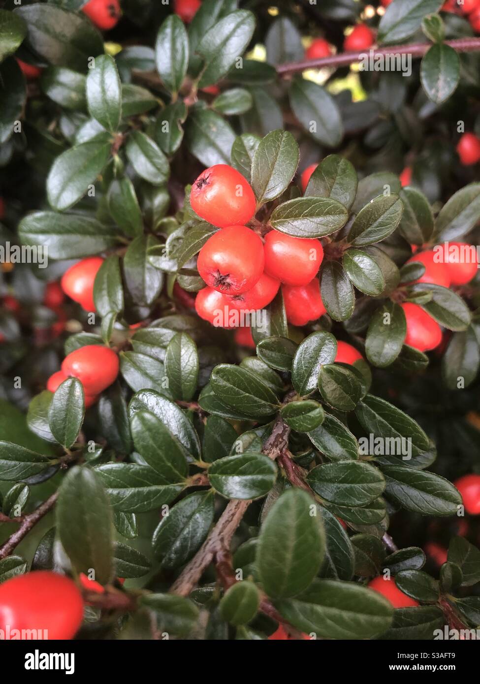 Rote Beeren auf bush Stockfoto
