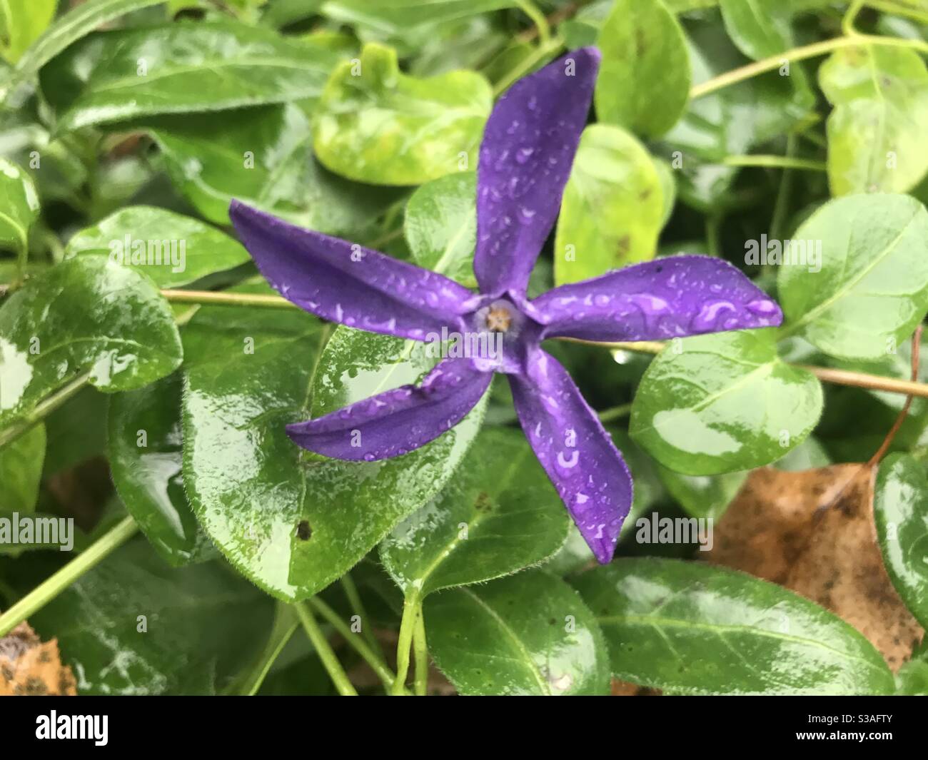 Lila Blume mit Wassertropfen vor blättrigen Hintergrund Stockfoto