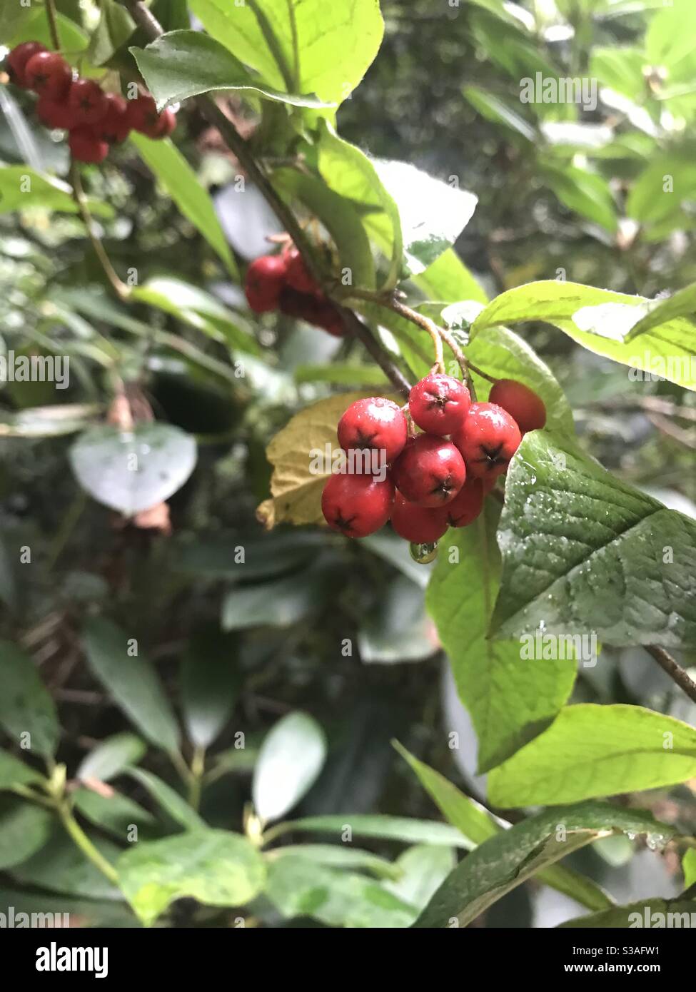 Rote Beeren mit Wassertropfen vor blättrigen Hintergrund Stockfoto