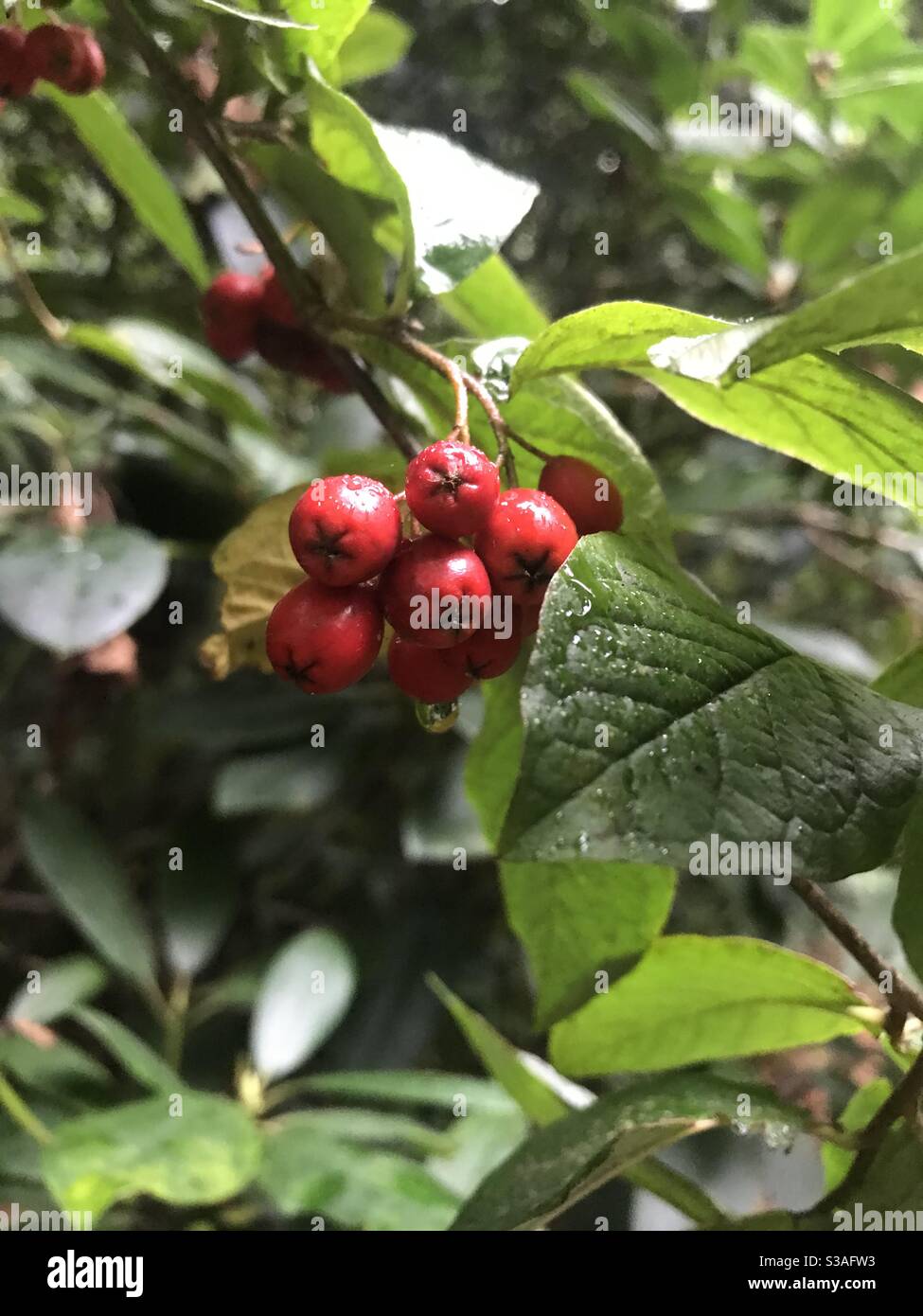 Zentrale rote Beeren mit Wassertropfen, vor belaubtem Hintergrund Stockfoto