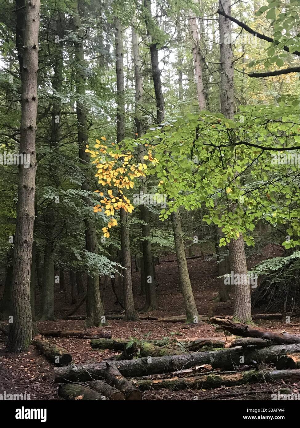 Waldgebiet mit Flecken von leuchtend gelben Blättern umgeben von Grün Stockfoto
