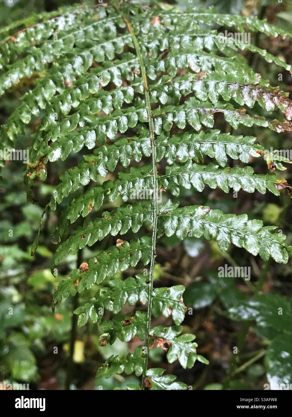 Nasse Farnblätter, regnerischer Tag, glänzend, schön Stockfoto