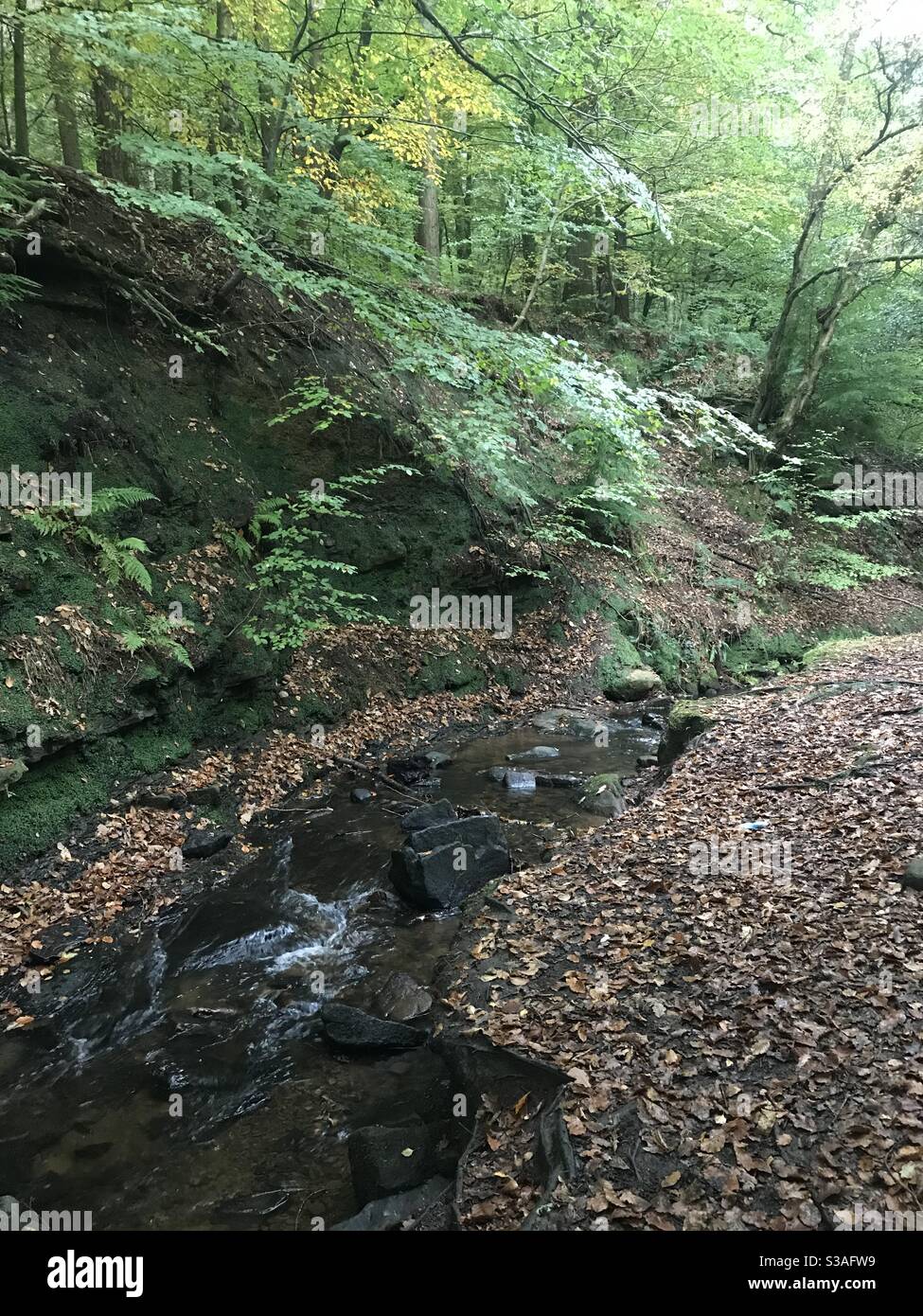 Bach läuft durch Wald im Herbst, grünen Baumkronen und Herbstblätter auf dem Boden Stockfoto