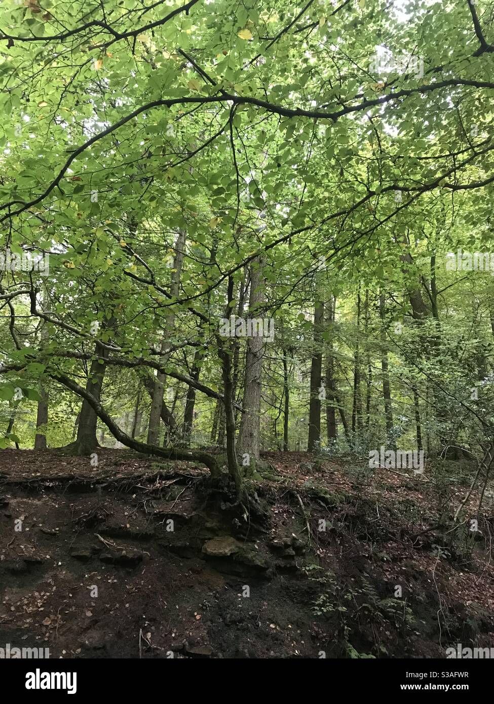 Baumwurzeln sichtbar in Hanglage unter grünen grünen Baumkronen in Waldgebiet Stockfoto