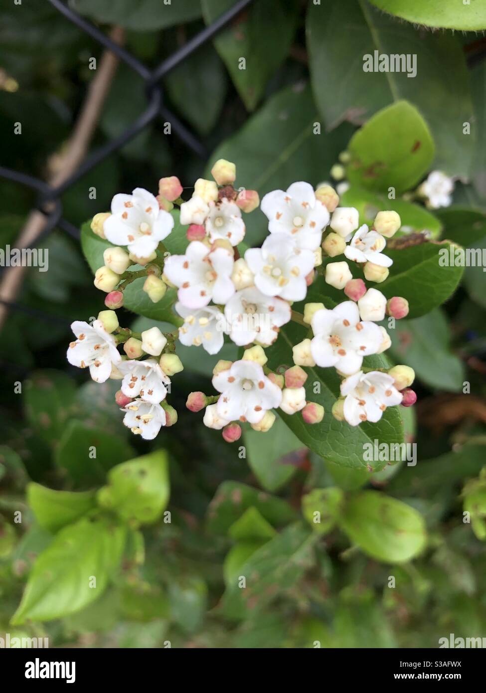 Kleine weiße Blume Cluster auf Hecke, Natur, schön Stockfoto
