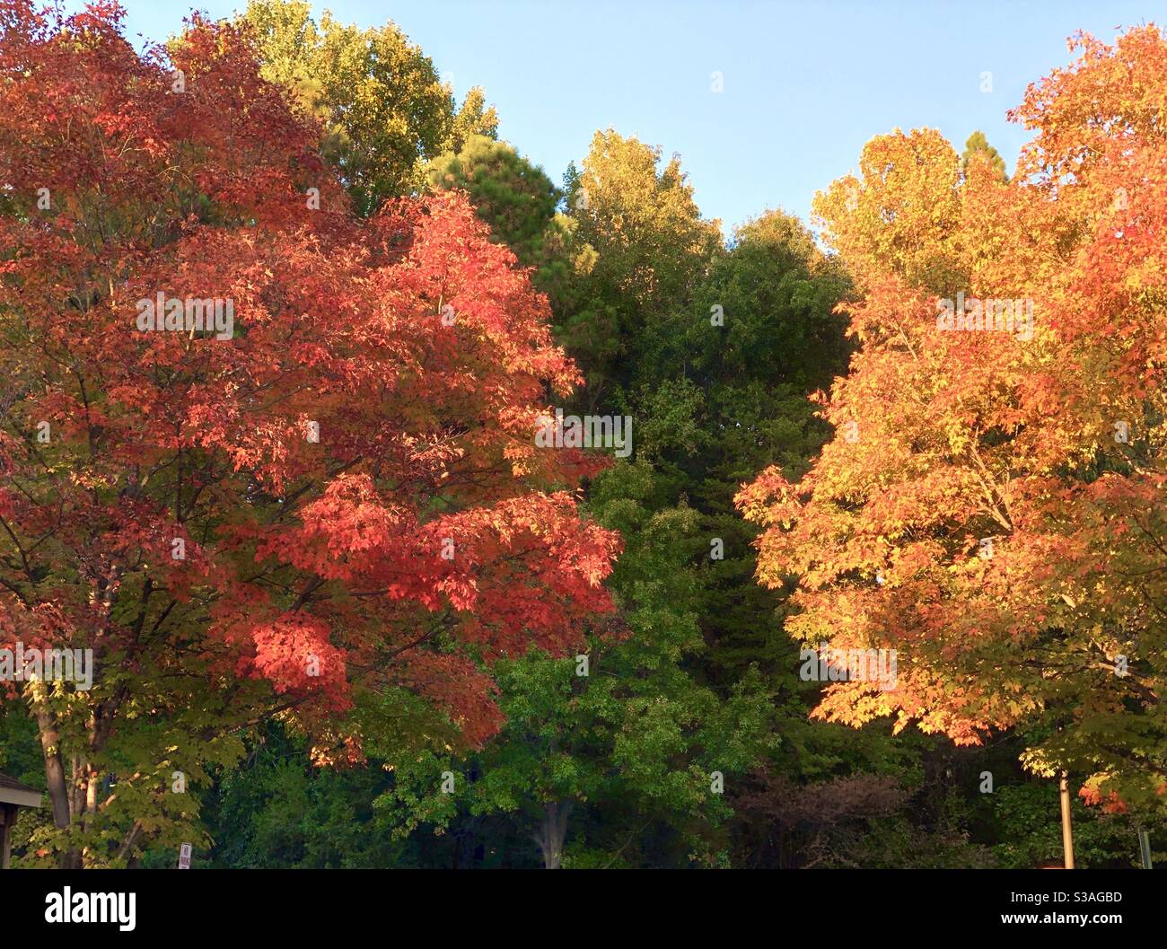 Wunderschöne Herbstbäume Stockfoto
