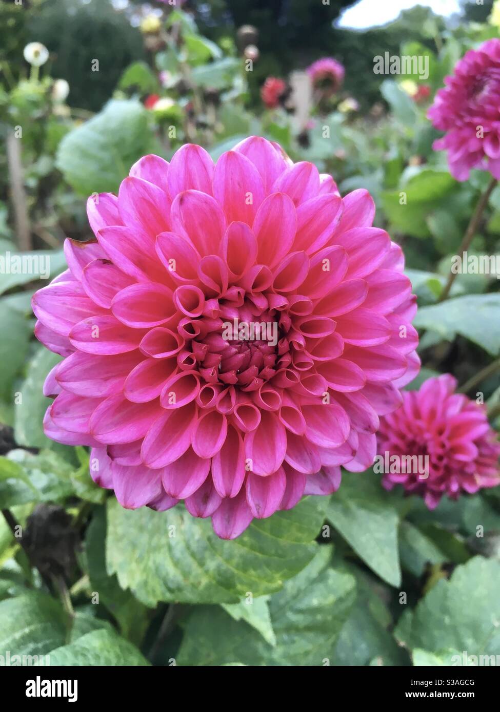 Dahlia blüht in voller Blüte Stockfoto