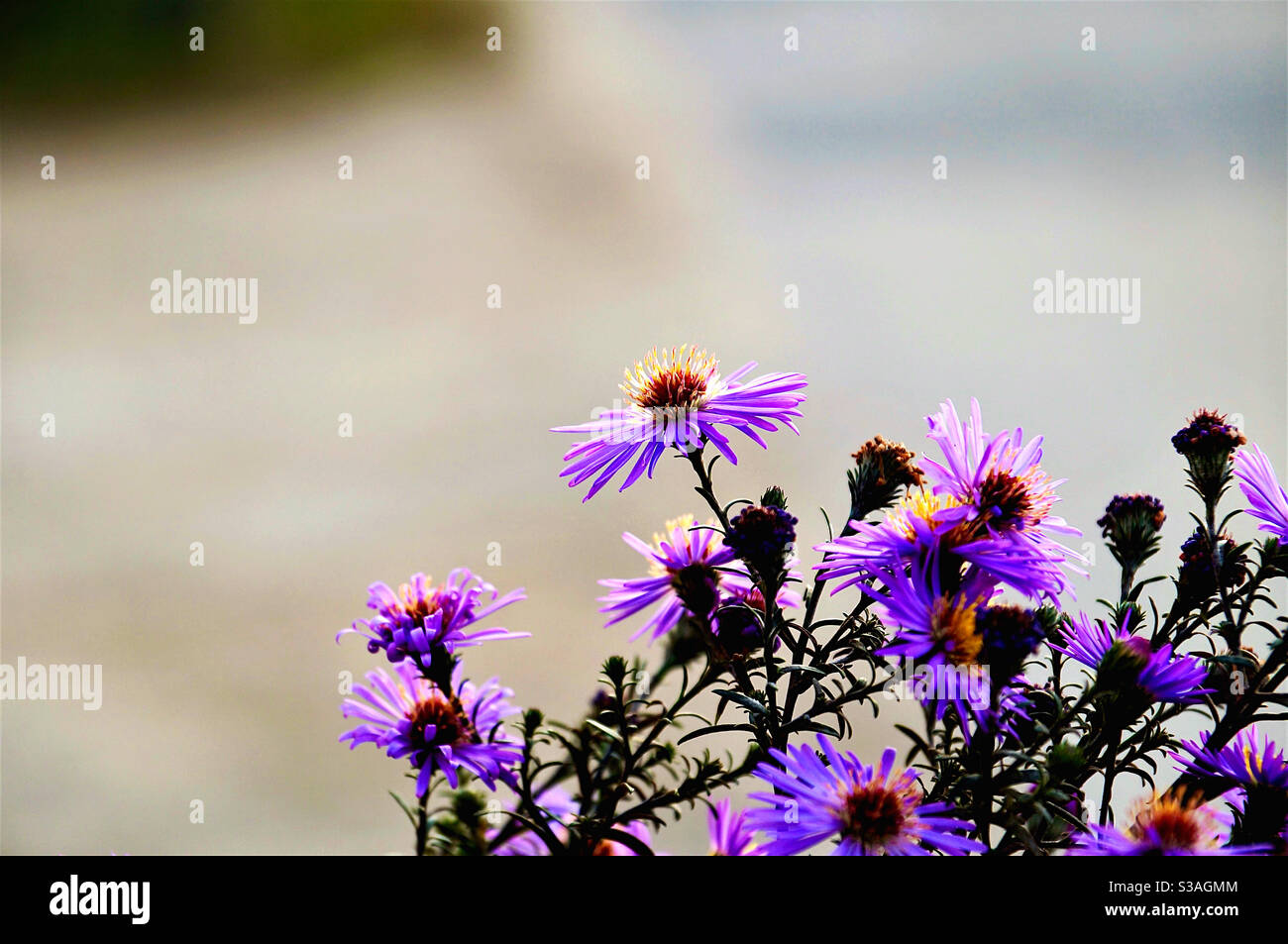 Kleiner Blumenstrauch mit violetten Blütenblättern - Smartphone-aufgenommenes Stockfoto