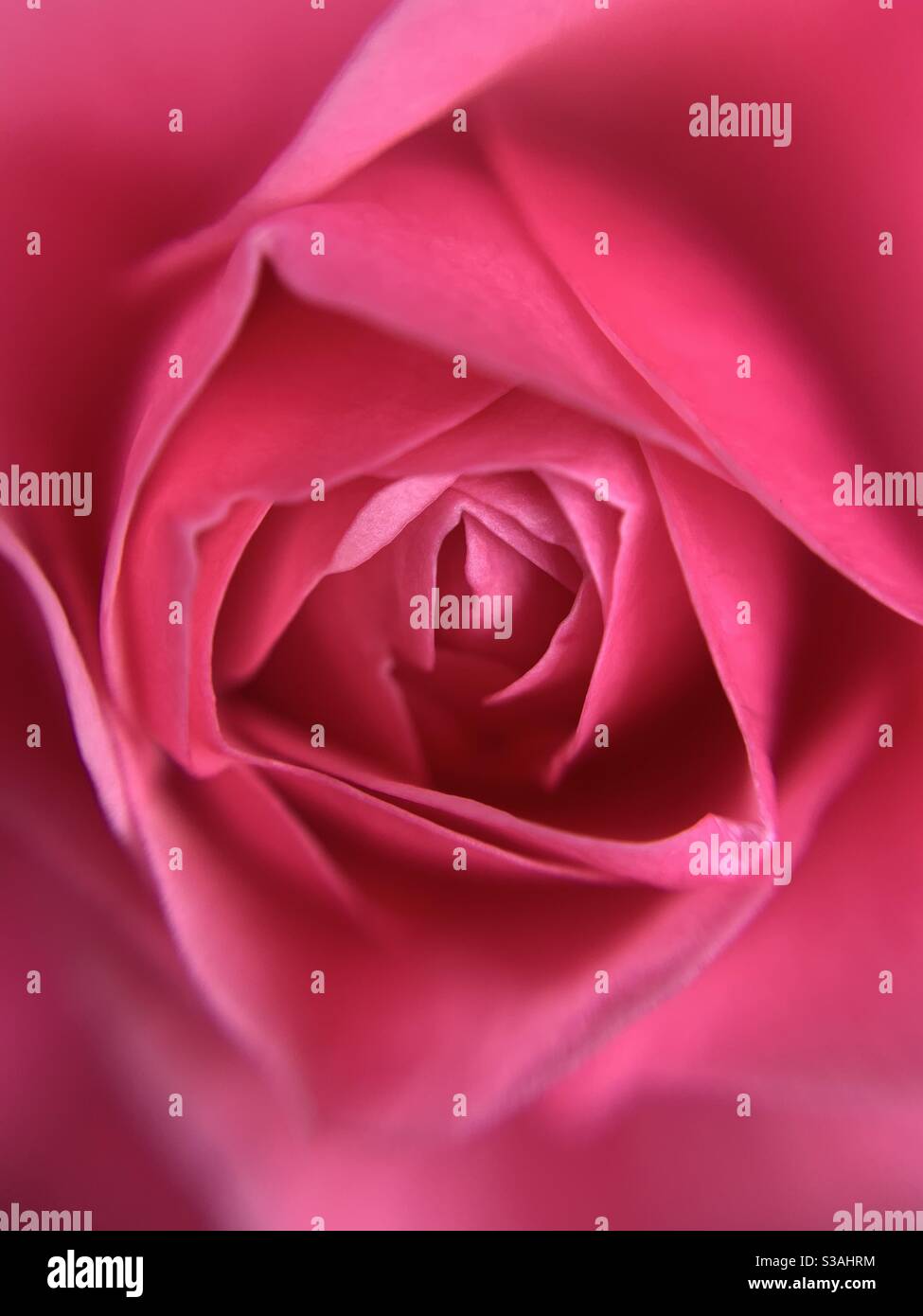 Rose. - Smartphone-aufgenommenes Stockfoto