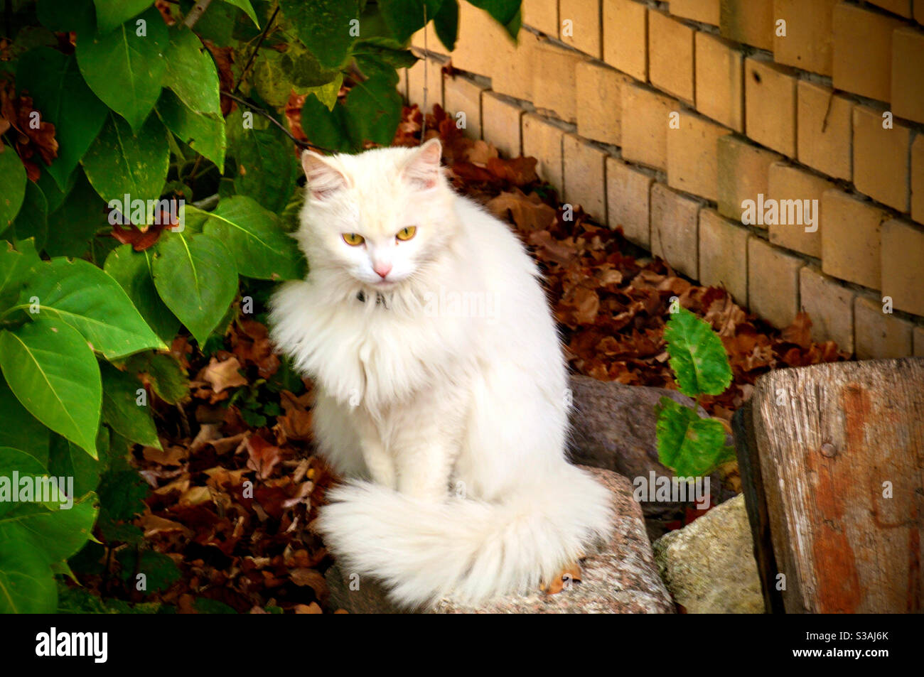 Flauschige weiße Katze pensives Sitzen Stockfoto