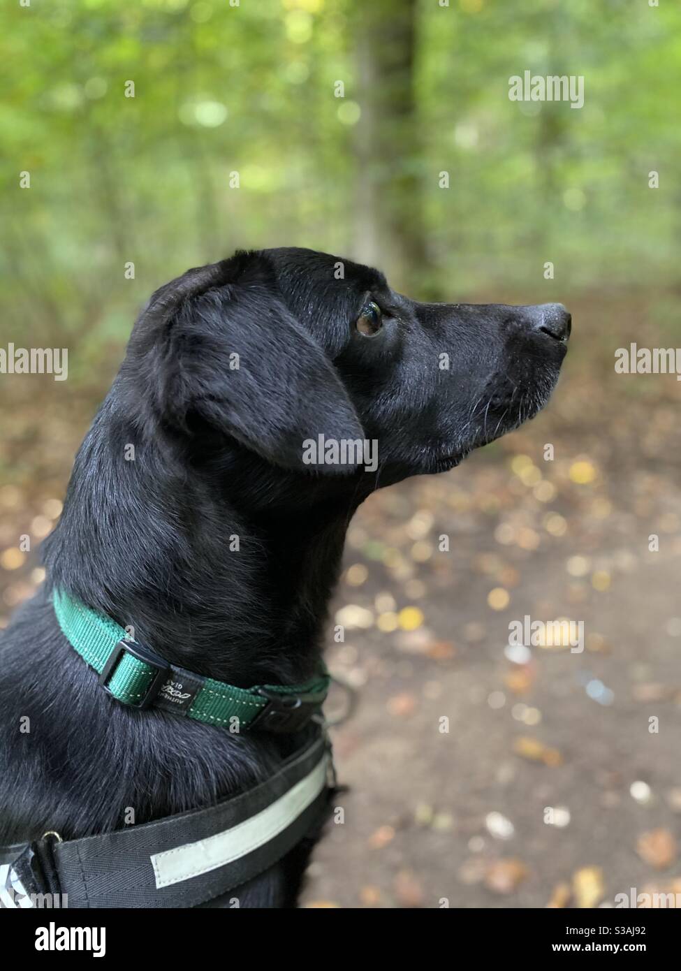 Schwarz Labrador Collie Kreuz sitzt geduldig für einen Leckerbissen Stockfoto