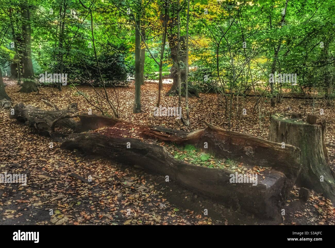 Herbstbild Stockfoto