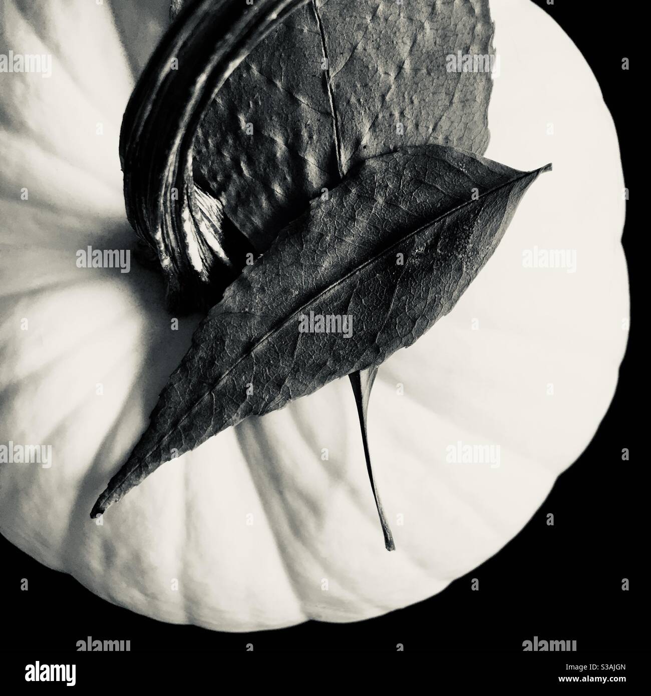 Weißer Kürbis mit Blättern Stockfoto