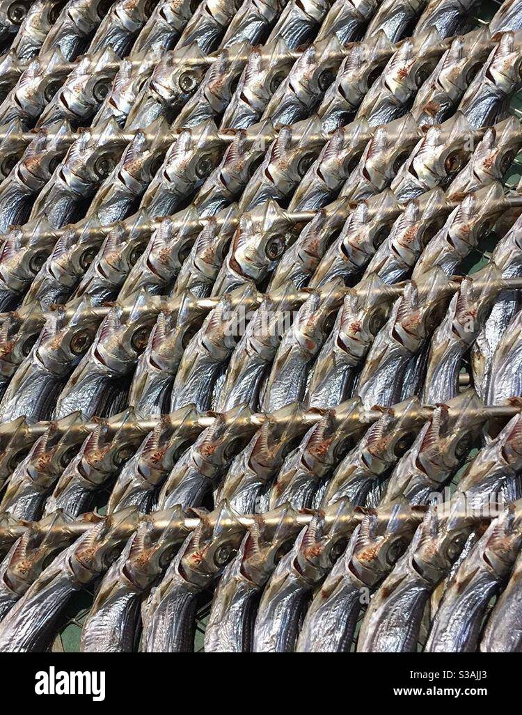 Kleine Fische hingen aus, um in der Sonne zu trocknen Stockfoto