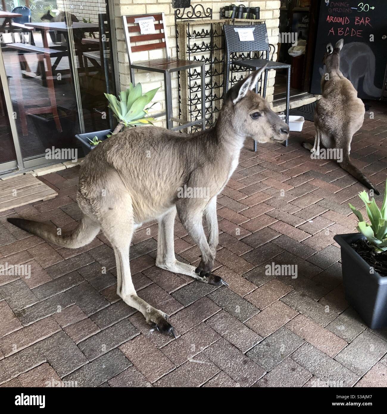 Das ist Australien. Kängurus im Biergarten Stockfoto