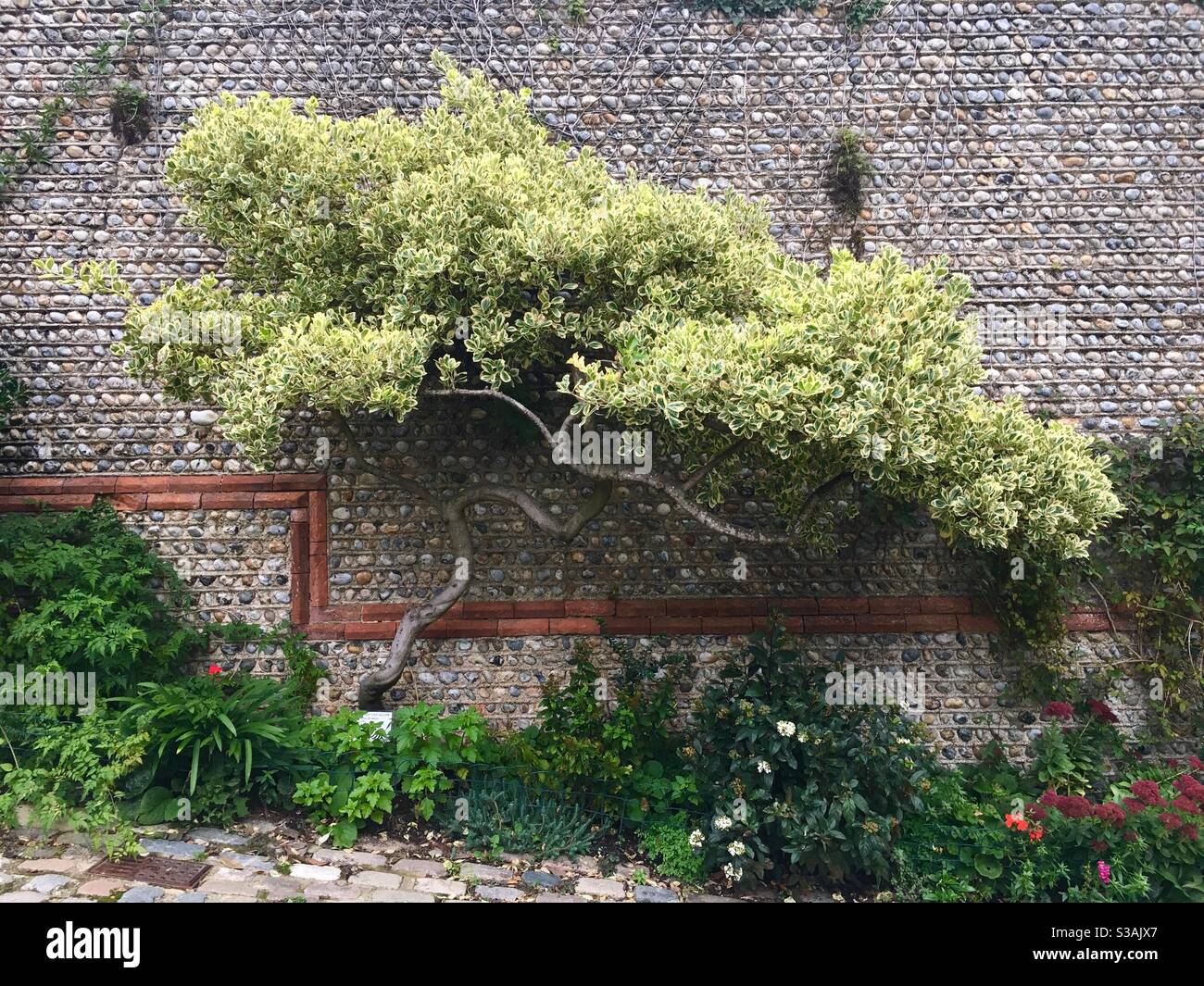 Baum wächst gegen Feuerstein Wand Stockfoto