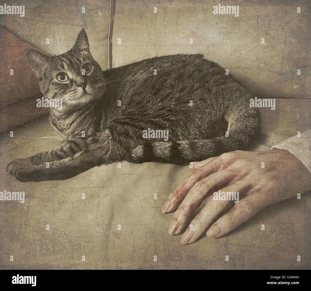 Meine Katze auf der Couch mit einer gruseligen falschen Hand - Smartphone-aufgenommenes Stockfoto