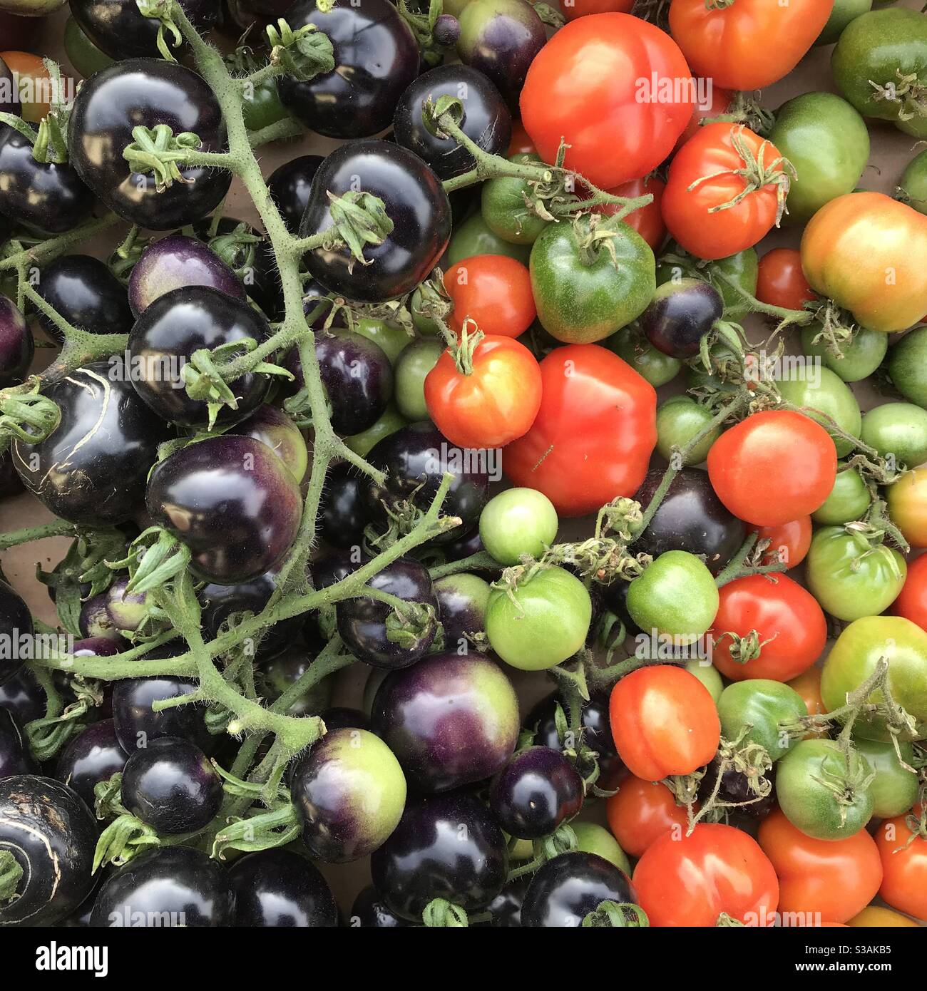 Ernte von Tomaten in verschiedenen Farben Stockfoto