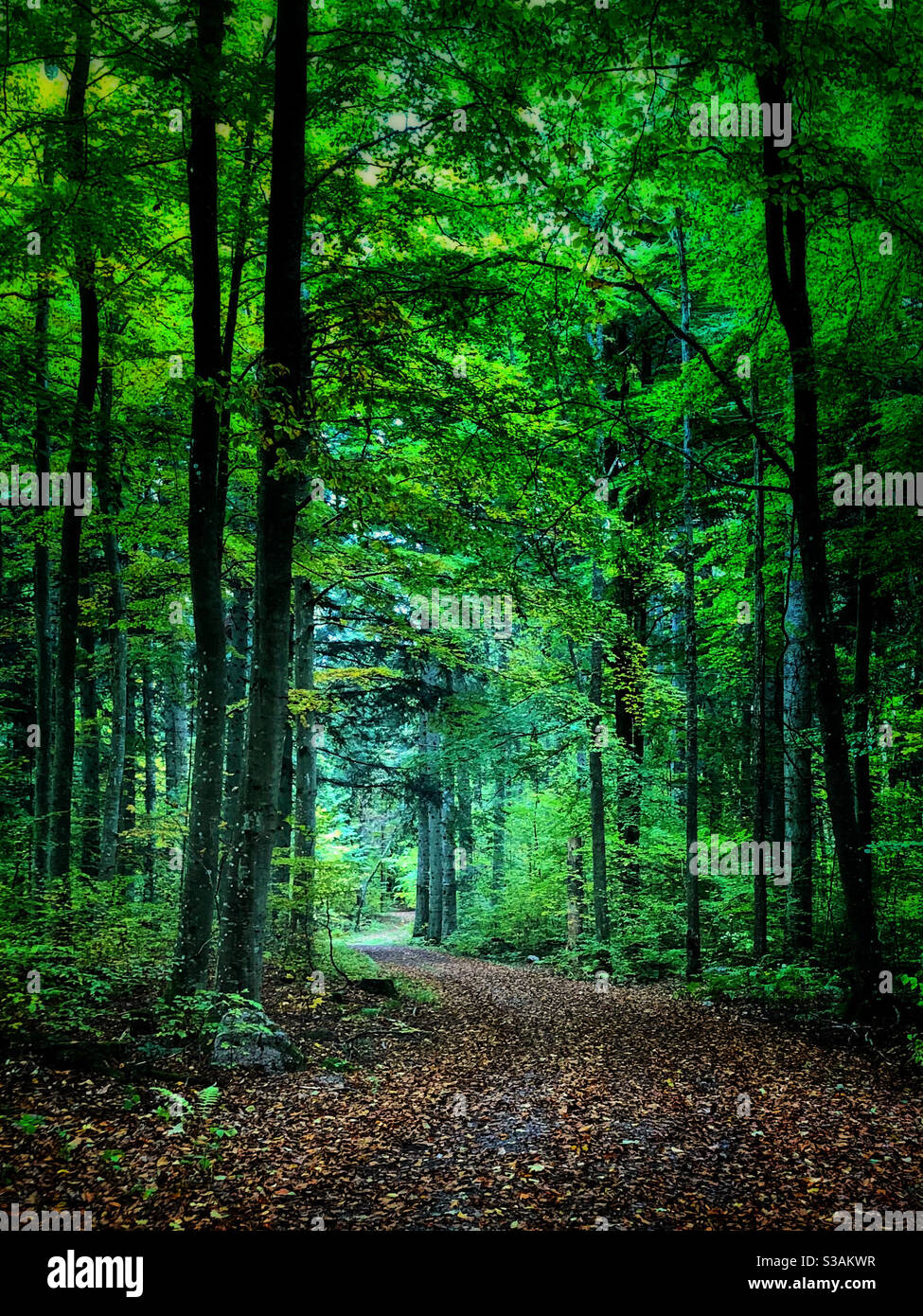 Straße durch Buchenwald. Stockfoto