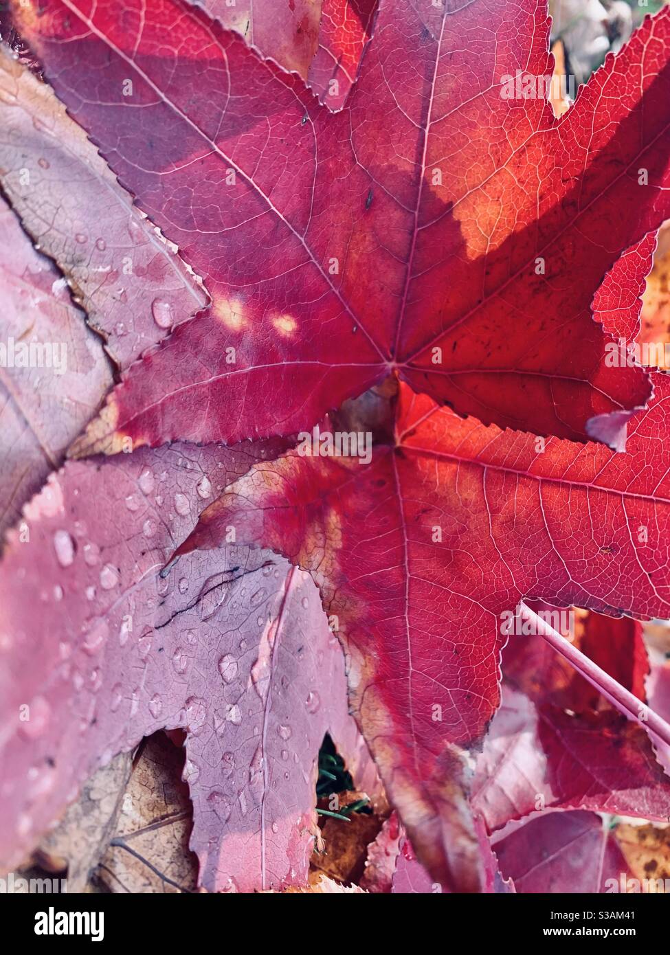 Rosa Ahornblätter auf einem feuchten Boden nach dem Regen Stockfoto