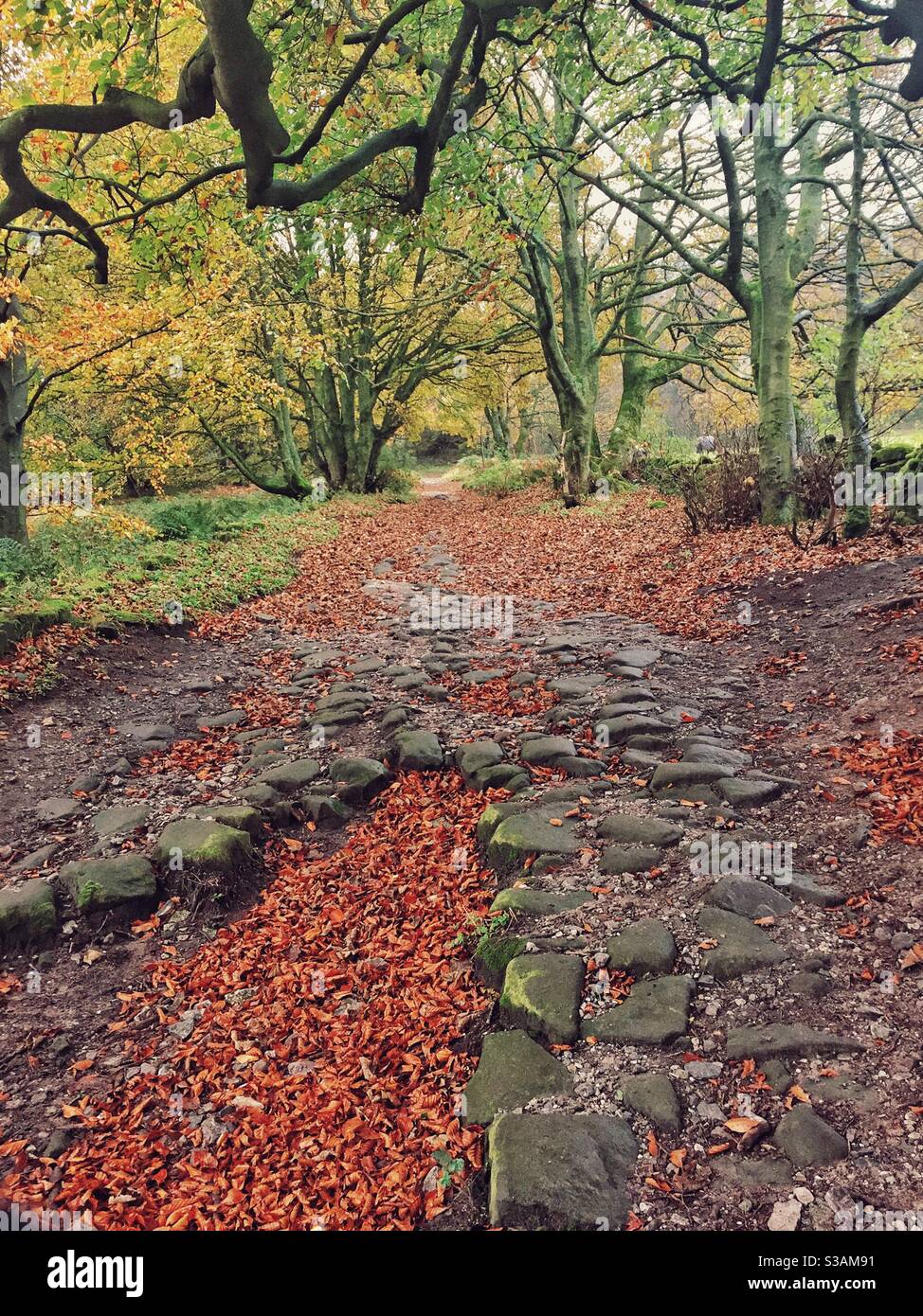 Herbstlicher Pfad mit gefallenen Blättern bedeckt Derbyshire Peak District U.K. - Smartphone-aufgenommenes Stockfoto