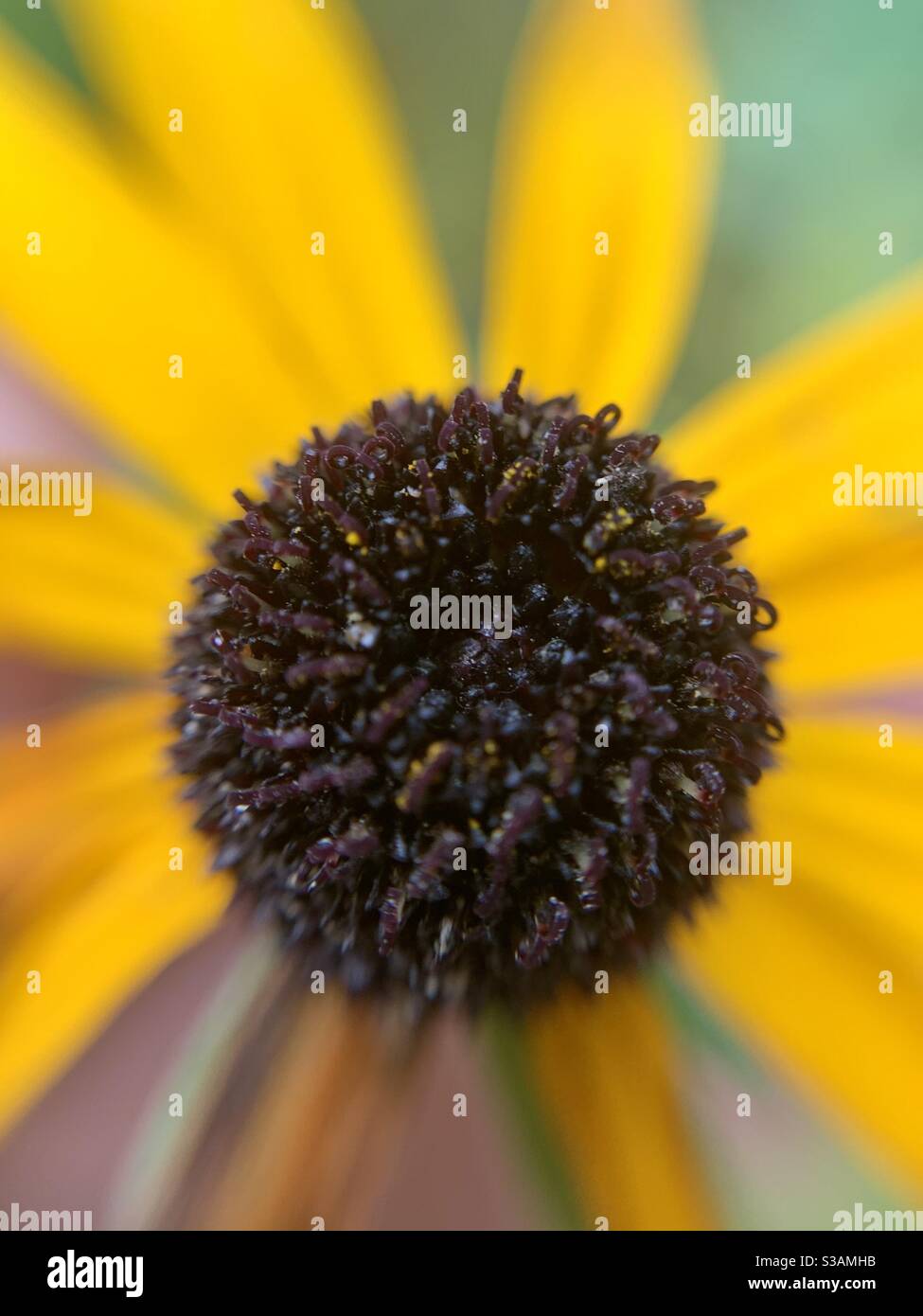 Nahaufnahme einer gelben Blume. - Smartphone-aufgenommenes Stockfoto
