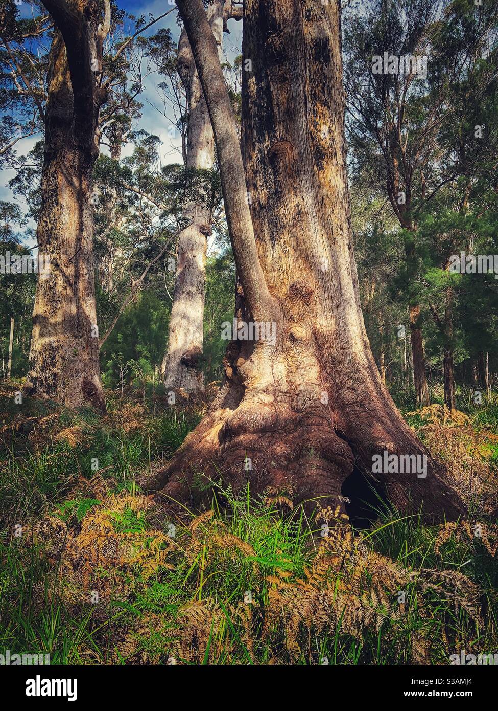 Oma Tingle - Smartphone-aufgenommenes Stockfoto