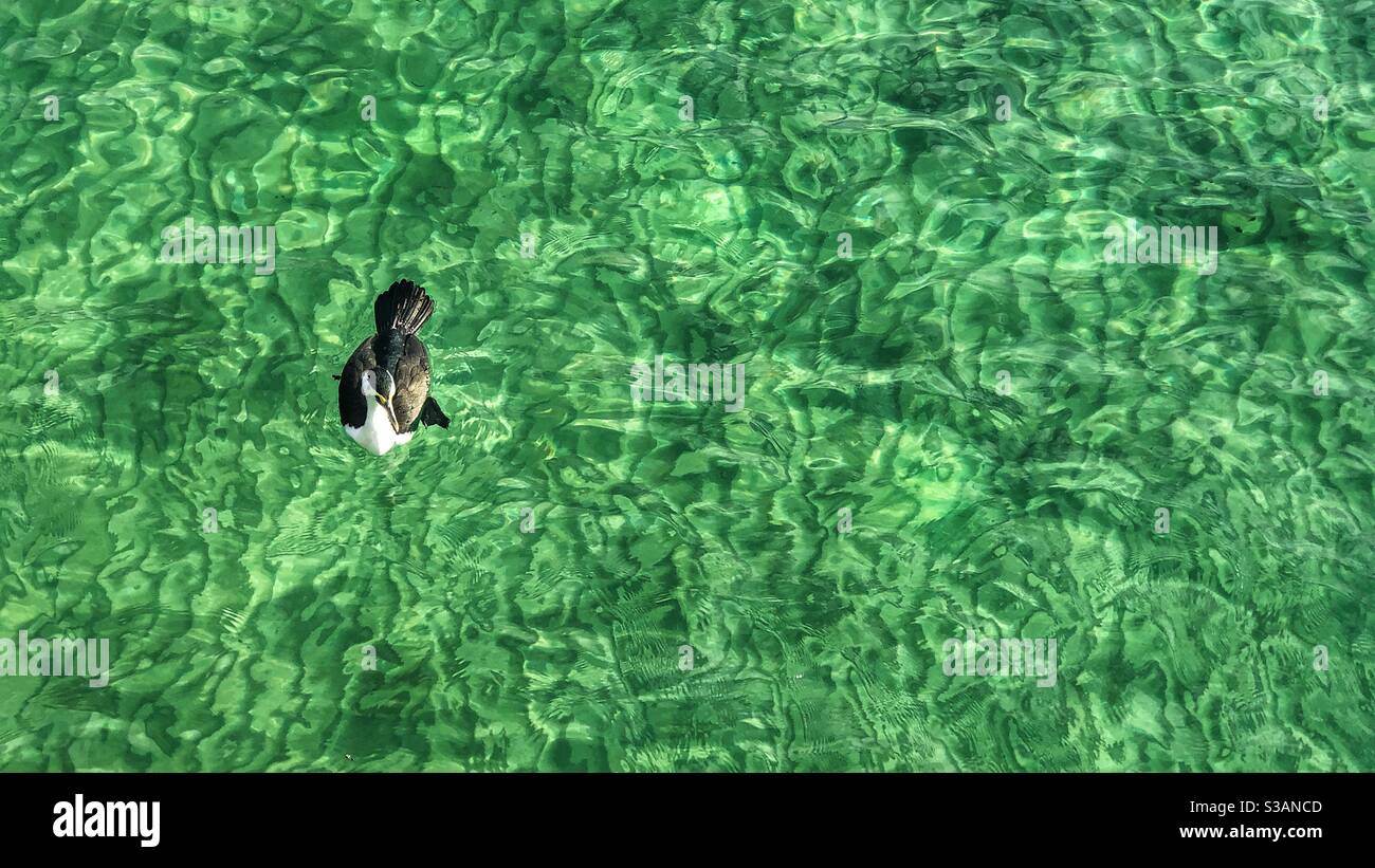 Currawong auf grünem Meeresvogel schwimmend Stockfoto