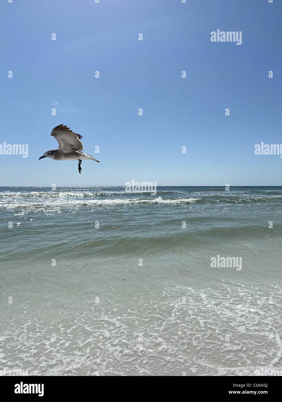Möwe fliegt über das smaragdgrüne Wasser des Golfs von Mexiko an einem klaren blauen Himmel Herbsttag - Smartphone-aufgenommenes Stockfoto