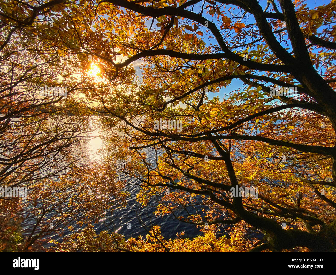 Der Herbst verlässt den Anglezark Stausee in Lancashire, der von spät beleuchtet wird Nachmittagssonne Stockfoto