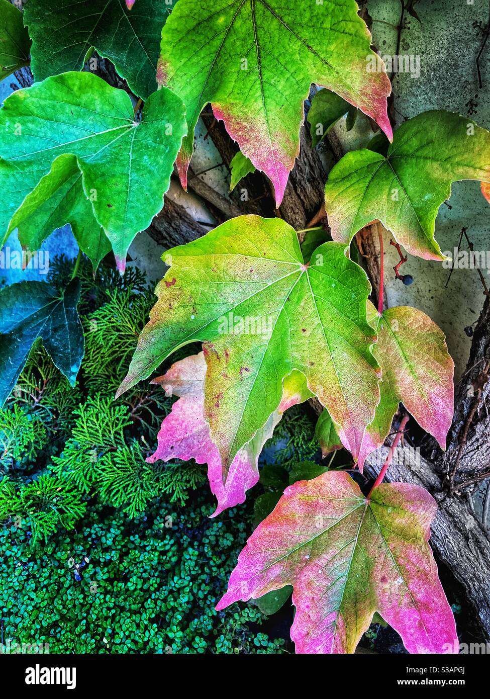 Bunte Blätter im Herbst - Smartphone-aufgenommenes Stockfoto