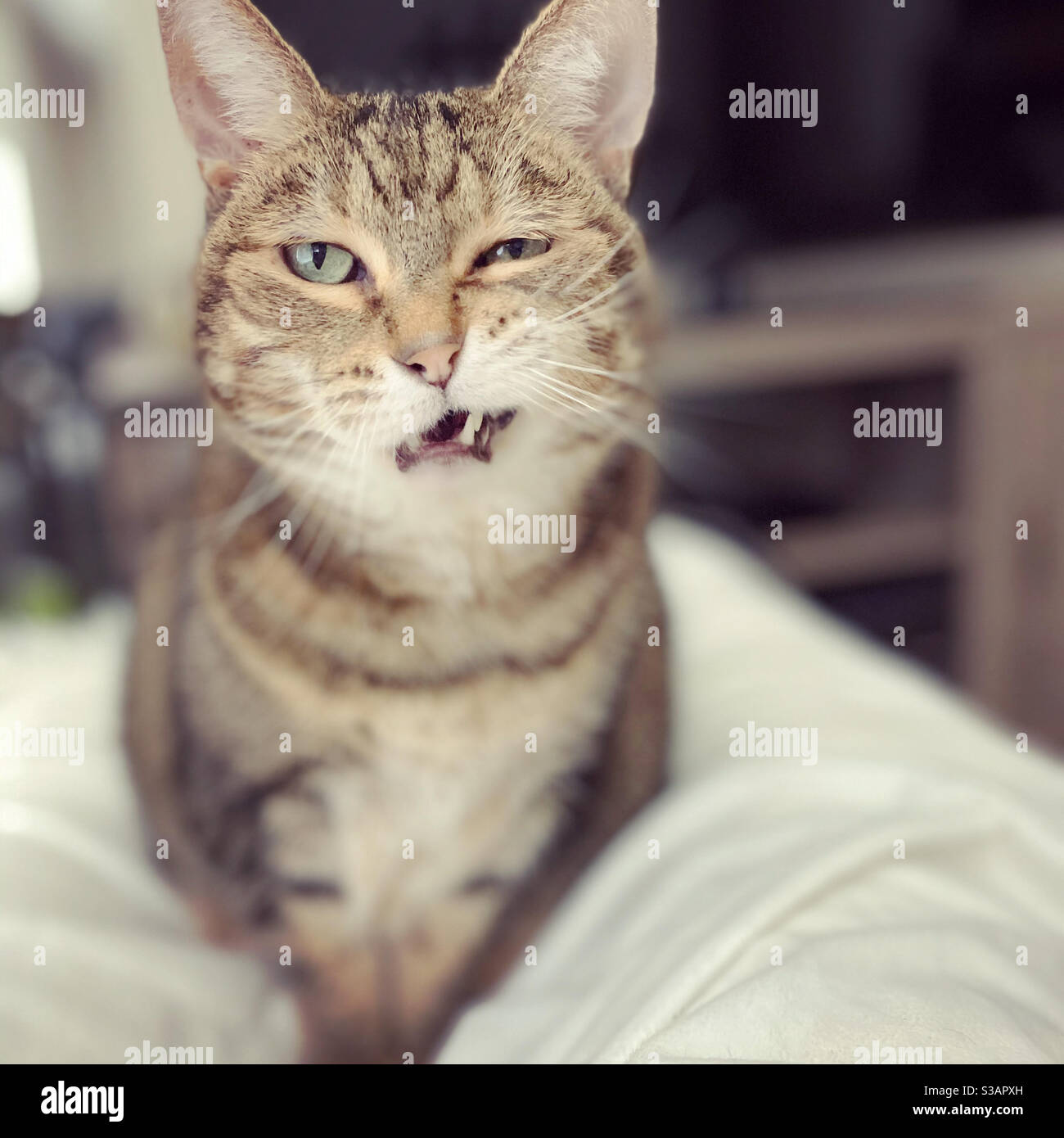 Wink und knurrende Kitty Katze Stockfoto