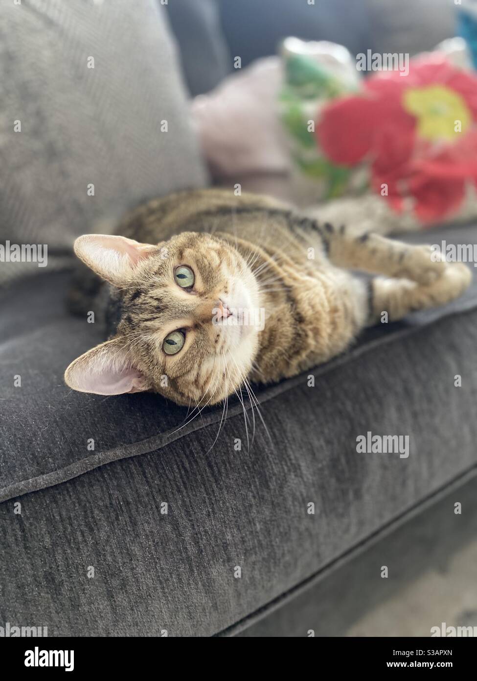 Faul Kätzchen Katze liegt auf der Couch Stockfoto