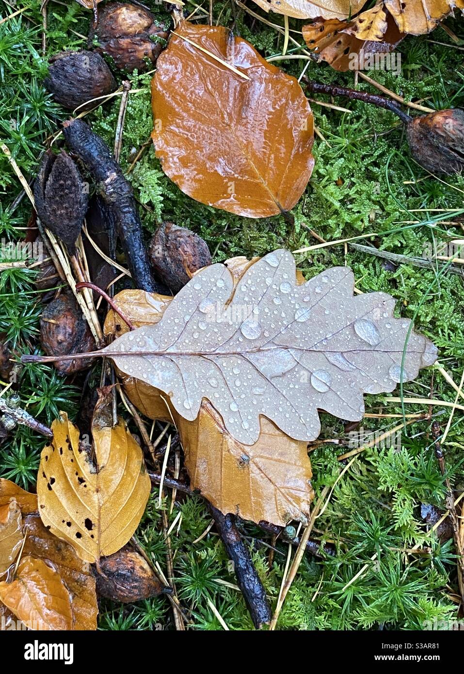 Herbst Eiche und Buchenholzboden mit Moos im Regen Stockfoto