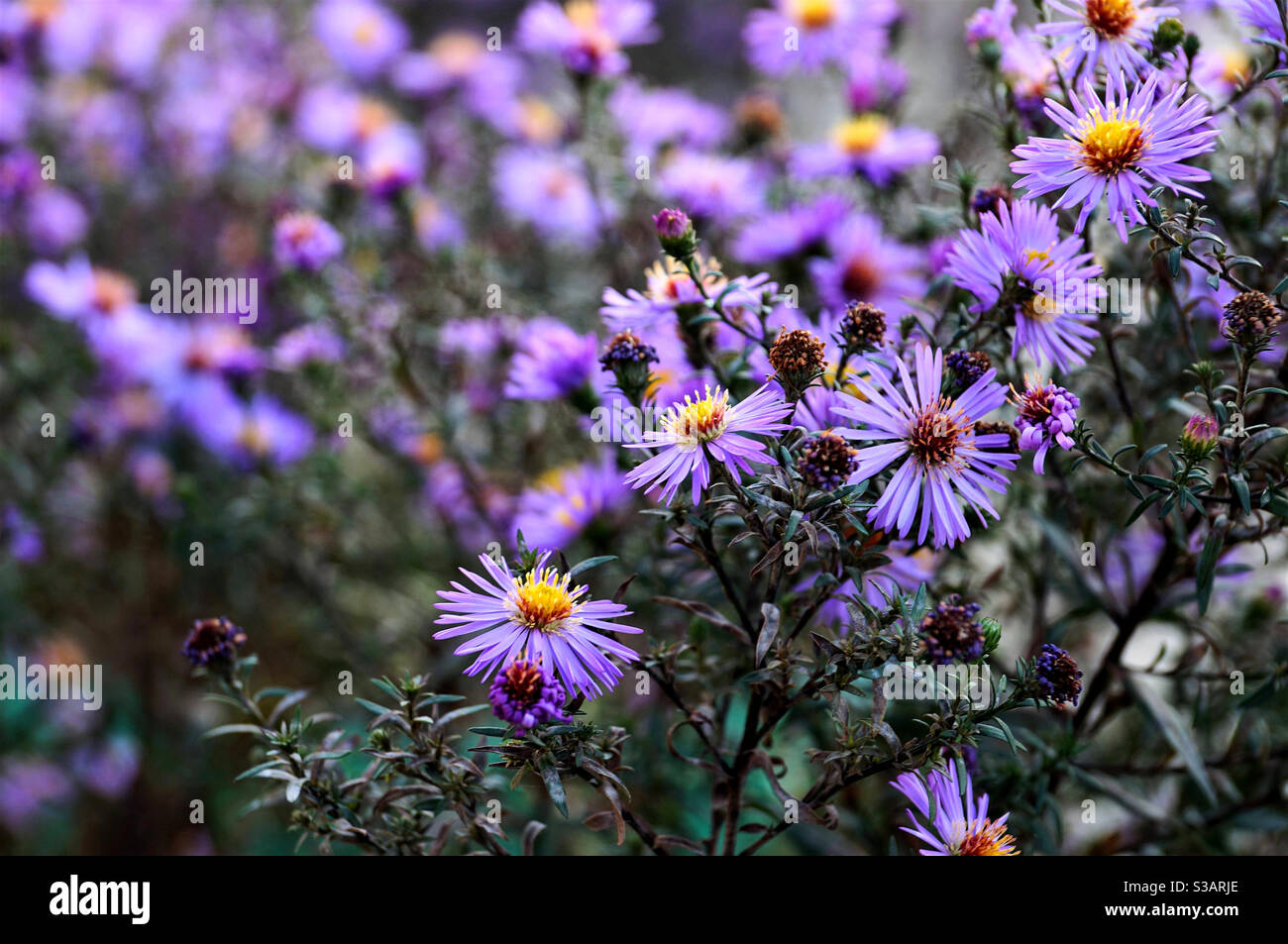 Viele blühende lila Herbstblumen - Smartphone-aufgenommenes Stockfoto