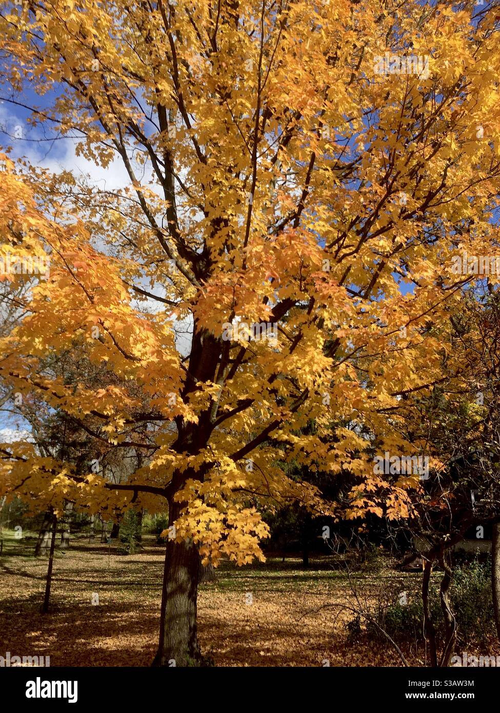 Herbst Ahornbaum in voller Blüte Stockfoto