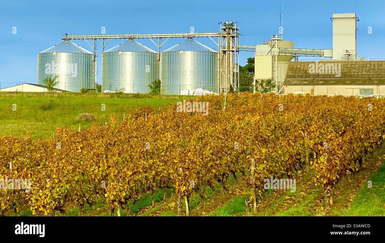 Weinproduktion in der Region Maine-et-Loire Frankreich Stockfoto