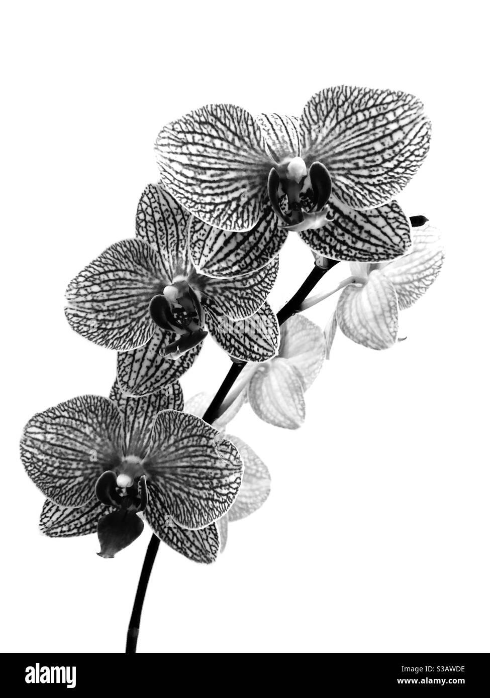 Grafik orchidee Schwarzwei-Stockfotos und -bilder - Alamy
